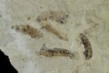Insect Fossil Cluster With Dozens Of Insects - Utah #101682-1